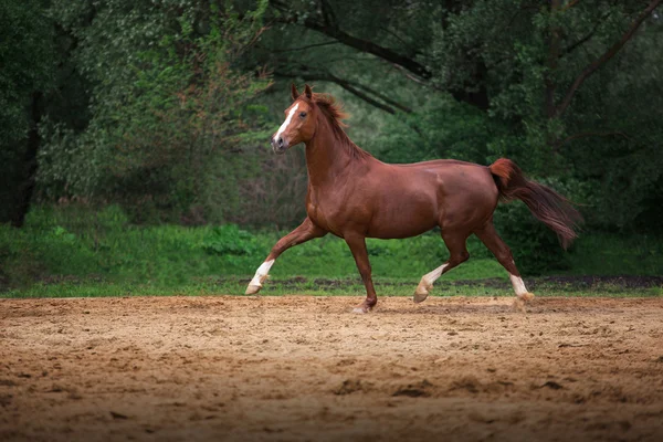 Бег красной лошади на фоне деревьев — стоковое фото