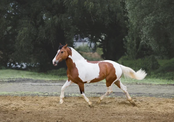 Łaciaty koń biegnie na trzech tło — Zdjęcie stockowe