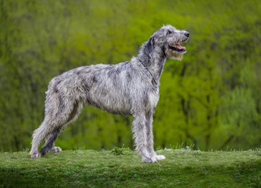 İrlandalı Wolfhound yeşil çimenlerin üzerinde kalır