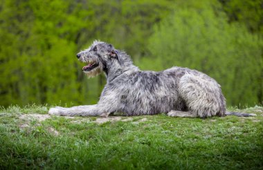 İrlandalı Wolfhound yeşil çim üzerinde yalan