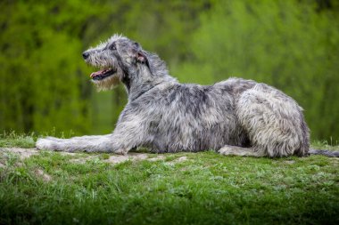 İrlandalı Wolfhound yeşil çim üzerinde yalan