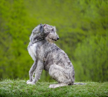 İrlandalı Wolfhound sit yeşil çimenlerin üzerinde