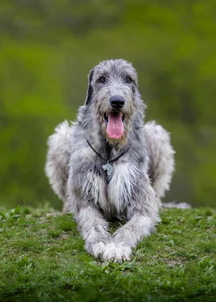 İrlandalı Wolfhound yeşil çim üzerinde yalan