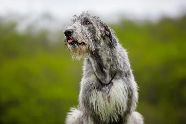 İrlandalı Wolfhound portresi yeşil bir arka plan üzerinde — Stok fotoğraf