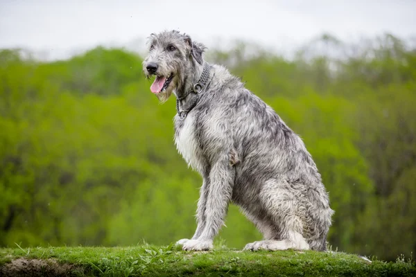 İrlandalı Wolfhound sit yeşil çimenlerin üzerinde
