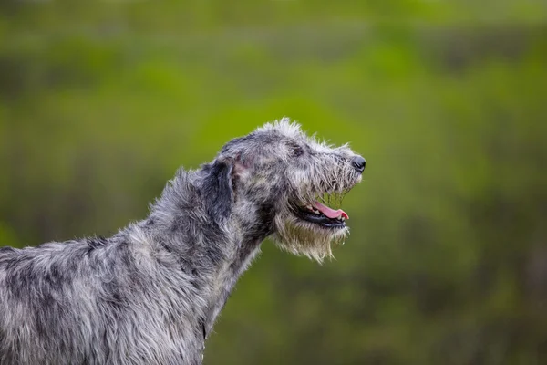 Πορτρέτο του ιρλανδικό Wolfhound σε πράσινο φόντο — Φωτογραφία Αρχείου
