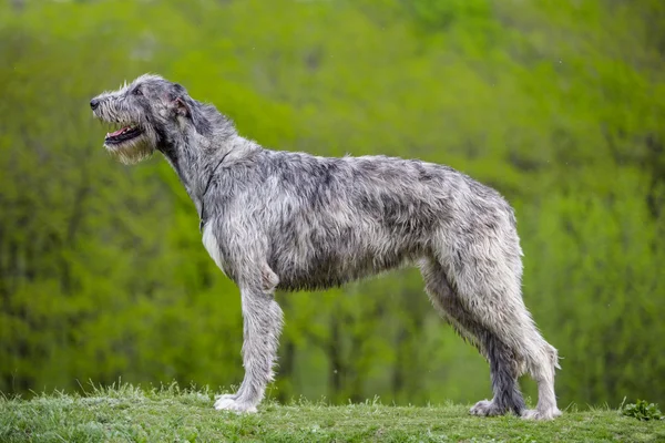 Ιρλανδικό Wolfhound μένει σε ένα πράσινο γρασίδι — Φωτογραφία Αρχείου