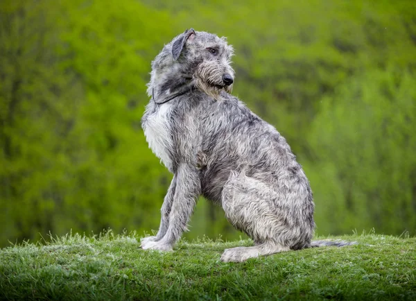 İrlandalı Wolfhound sit yeşil çimenlerin üzerinde