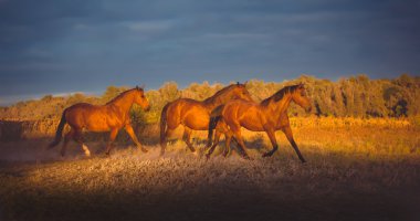 Üç kahverengi at Çalıştır