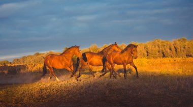 Üç kahverengi at Çalıştır