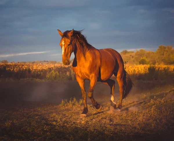 Caballo rojo correr en el campo y el fondo del cielo oscuro en la noche — Foto de Stock