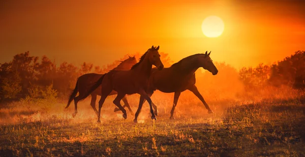 Drei braune Pferde rennen vor dem Hintergrund des Sonnenuntergangs — Stockfoto