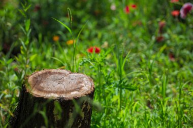 güdük kalmak içinde yeşil çimen