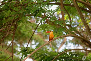 yeşil yaprakları arasında brunch parlak kingfisher otur