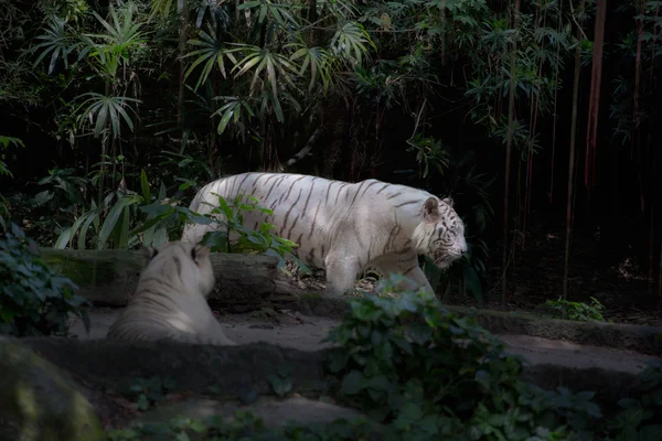 Weißer Tiger kommt auf die Pflanzen Hintergrund — Stockfoto