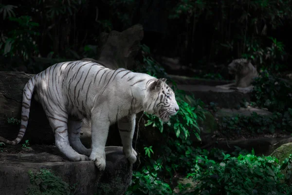 Weißer Tiger kommt auf die Pflanzen Hintergrund — Stockfoto