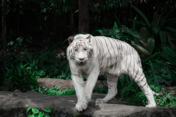 Weißer Tiger kommt auf die Pflanzen Hintergrund — Stockfoto