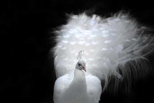 Крупный план красивого белого павлина с перьями в
