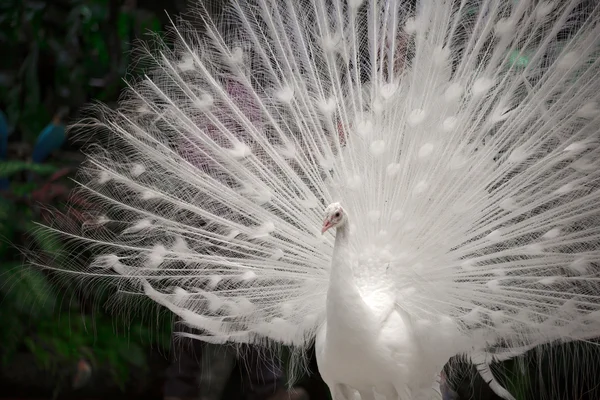 Gros plan d'un beau paon blanc avec des plumes — Photo