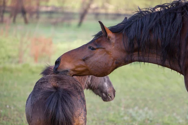 Cavalos grandes e pequenos ficar no fundo de grama verde — Fotografia de Stock