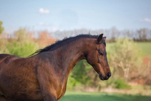 Portrét světle hnědého koně na pozadí zelené přírody — Stock fotografie