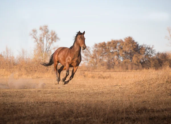 Barna ló fut a sárga fű az ég háttere — Stock Fotó