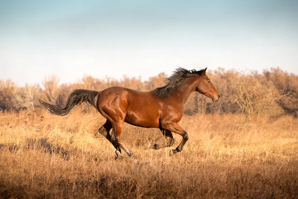 Cavalo marrom corre na grama amarela no fundo do céu — Fotografia de Stock