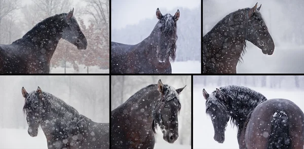 Коллекция портрета лошадей — стоковое фото
