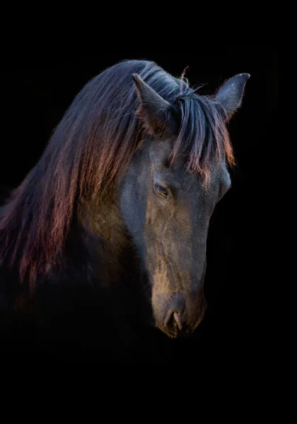 Portrait of horse on the black background