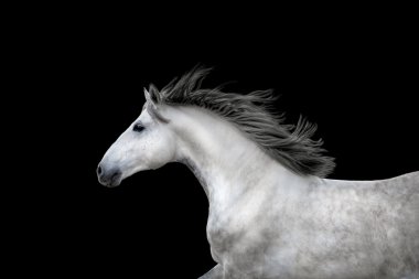 White Horse portre üzerinde izole siyah arka plan çalıştırmak