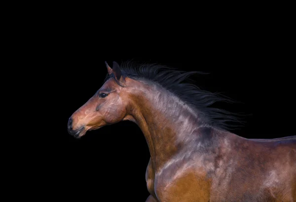 Retrato do cavalo castanho claro sobre o fundo preto — Fotografia de Stock