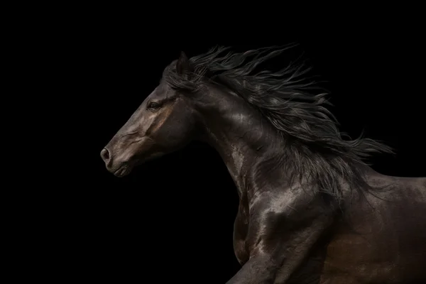 Black Horse portrait run isolated on black background — Stock Photo, Image