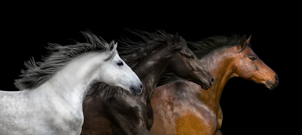 Portrait de chevaux isolé sur fond noir — Photo