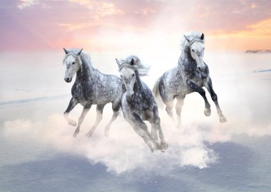 Üç gri at ileri kar sahada güneşin üzerinde çalıştırın. 