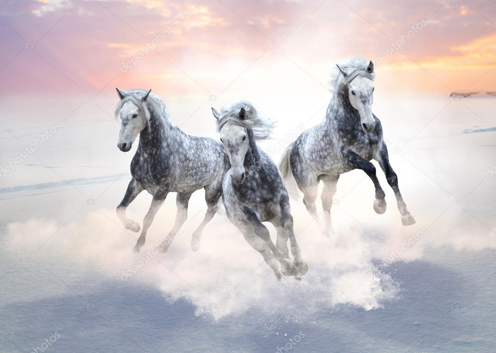 Three gray horses run forward on the snow field on the sunrise 