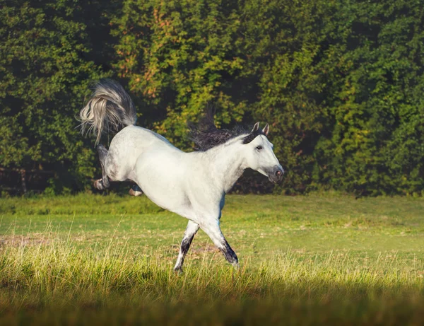 Cheval blanc andalou à la crinière noire — Photo