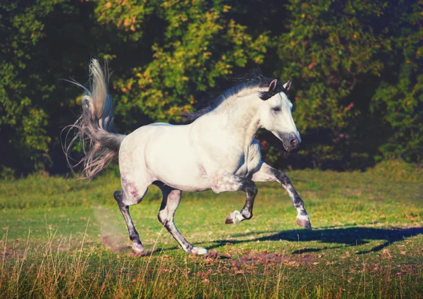White Andalusian horse runs — Stock Photo, Image