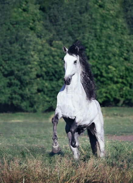 Cheval andalou blanc avec la crinière noire commence élevé — Photo