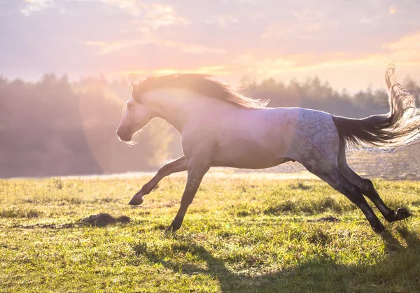 Белая лошадь бежит по зеленой траве — стоковое фото