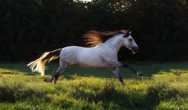 Cheval gris courir sur le fond des arbres vert foncé — Photo