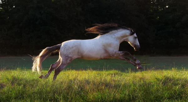 Gray horse run on the dark green trees background — Stock Photo, Image
