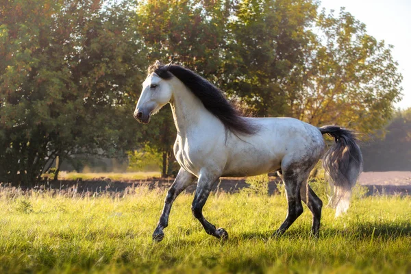 White Andalusian horse with the black mane runs — Stock Photo, Image