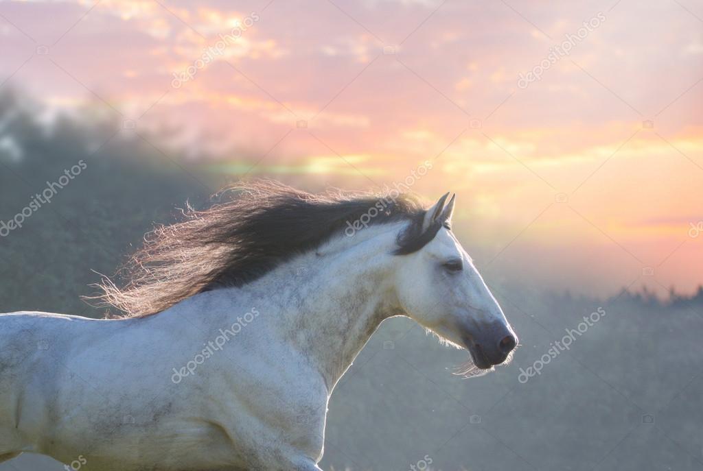Cavalo Que Olha A Câmera Na Frente Do Fundo Branco Foto Royalty Free,  Gravuras, Imagens e Banco de fotografias. Image 18179506