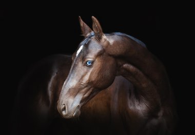 Akhal-teke ATI