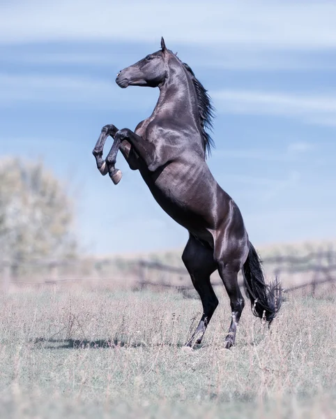 Caballo —  Fotos de Stock