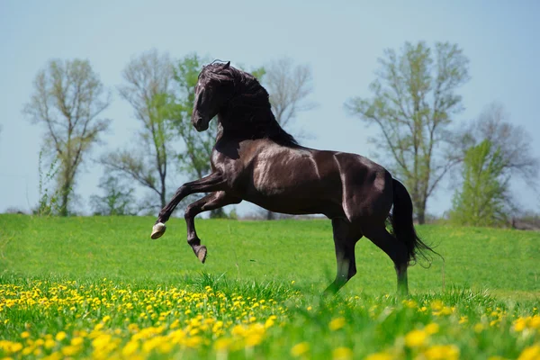 Caballo — Foto de Stock