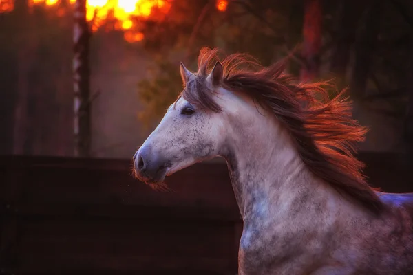 Kůň — Stock fotografie