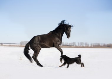 at ve köpek