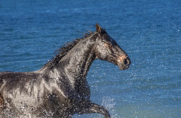 Cavalo — Fotografia de Stock