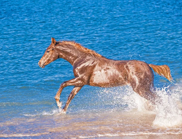 Cavalo — Fotografia de Stock